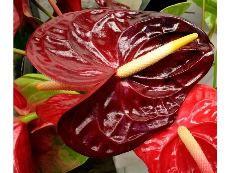L'anthurium in casa