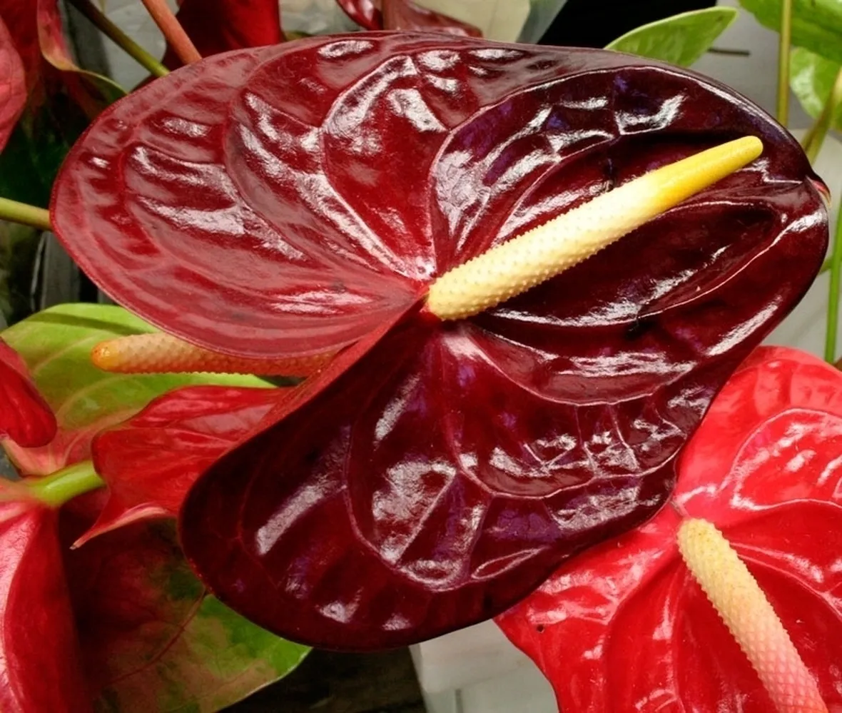 L'anthurium in casa