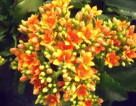 Le altre Kalanchoe