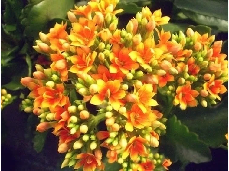 Le altre Kalanchoe
