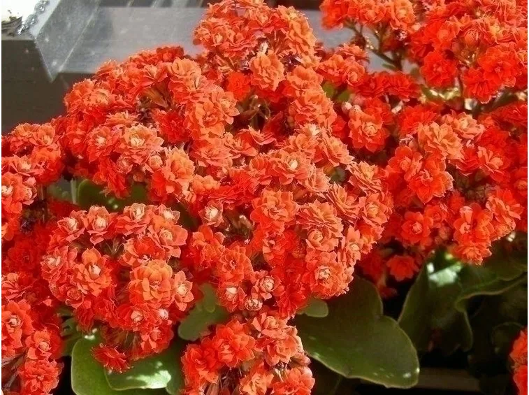 Scopriamo insieme la kalanchoe