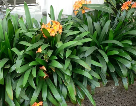 Le Amaryllidaceae: come coltivare la Clivia