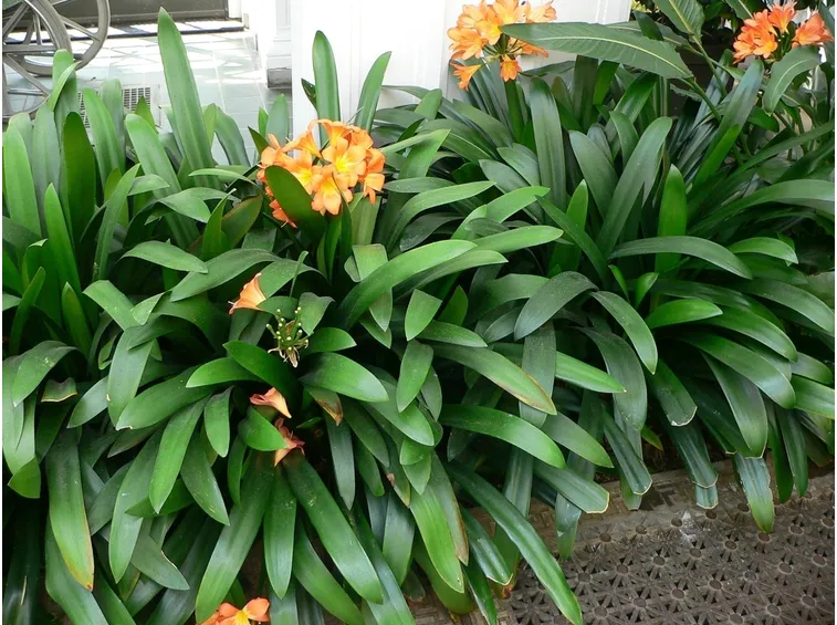 Le Amaryllidaceae: come coltivare la Clivia