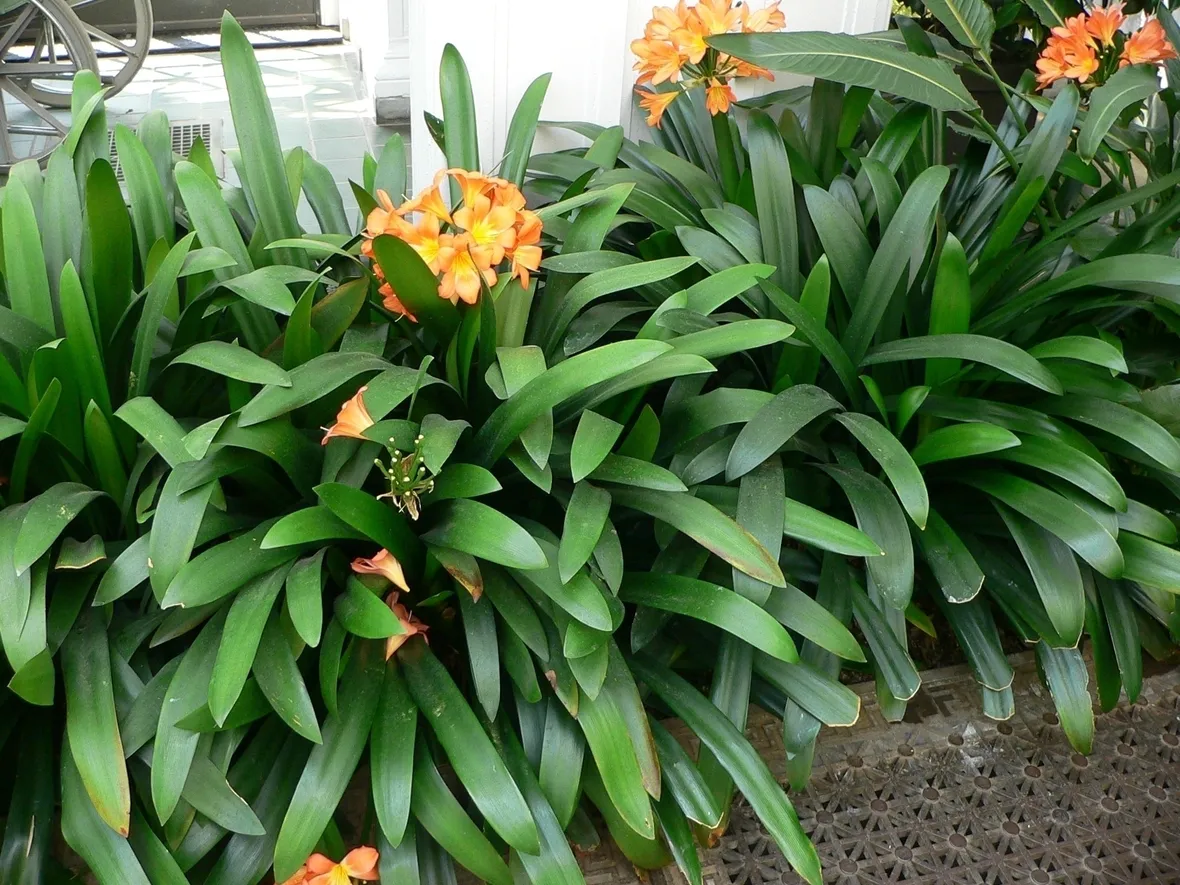 Le Amaryllidaceae: come coltivare la Clivia