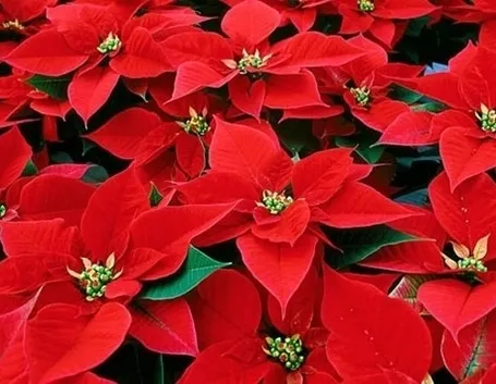 Le feste finiscono, ma la stella di natale dove finisce?