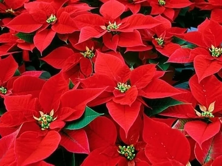 Le feste finiscono, ma la stella di natale dove finisce?