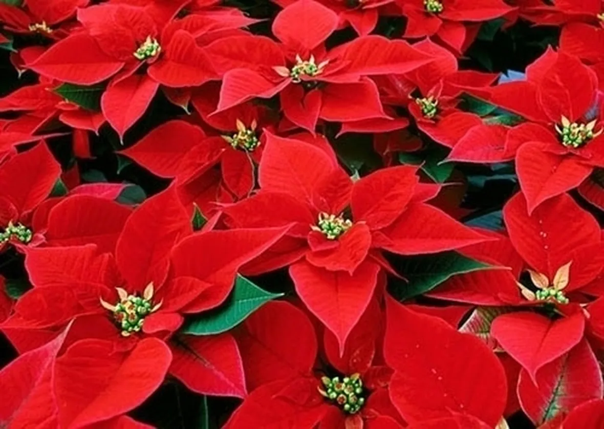 Le feste finiscono, ma la stella di natale dove finisce?