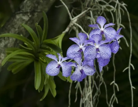 orchidea blu