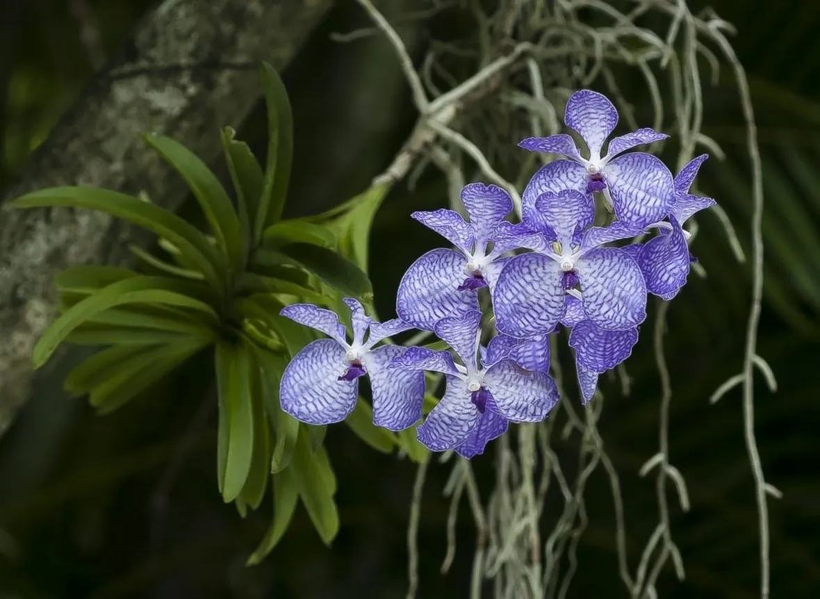 orchidea blu