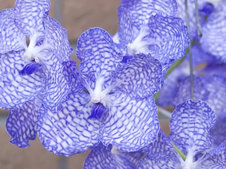 orchidea blu