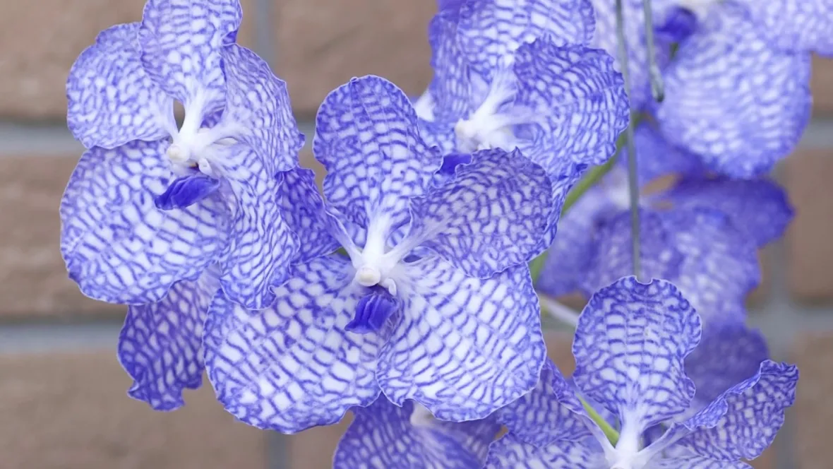 orchidea blu