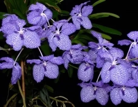 orchidea blu-4