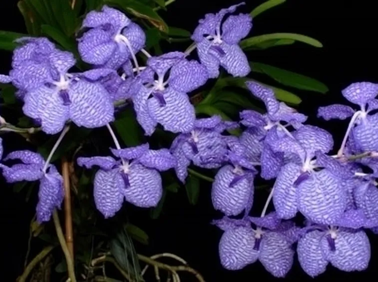 orchidea blu-4