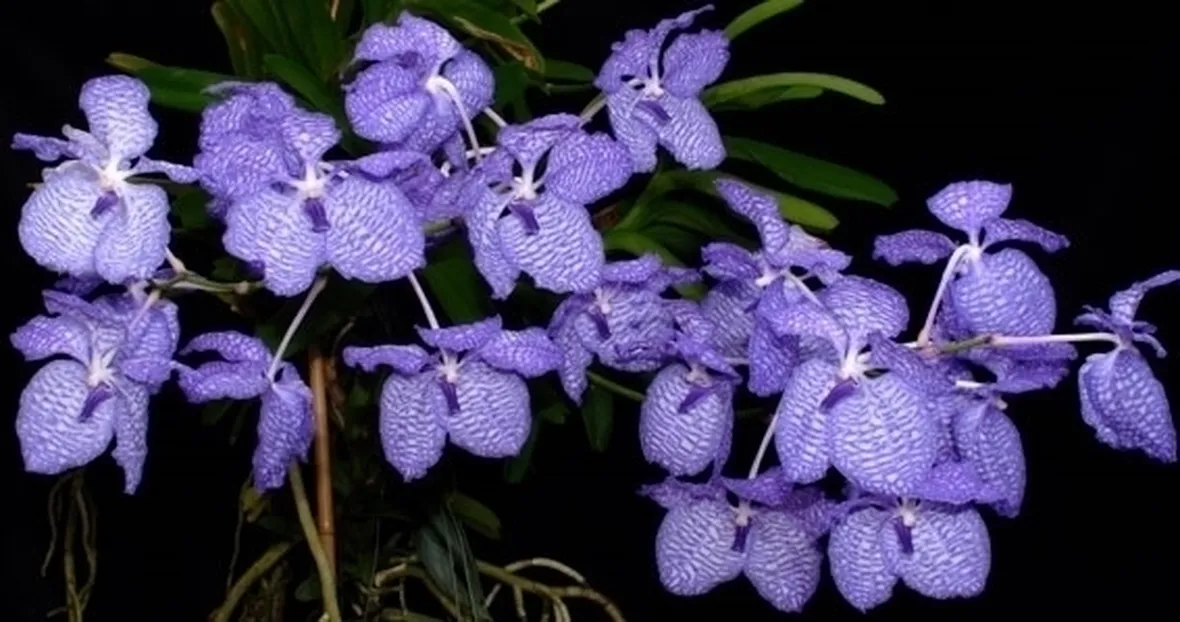 orchidea blu-4