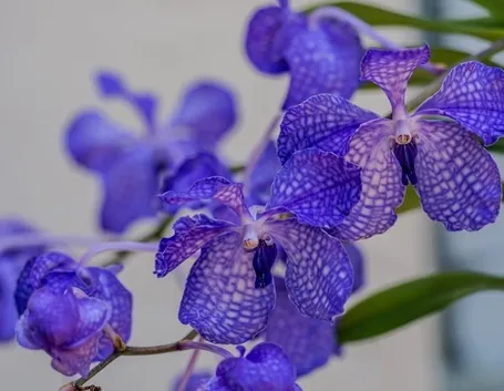 orchidea blu