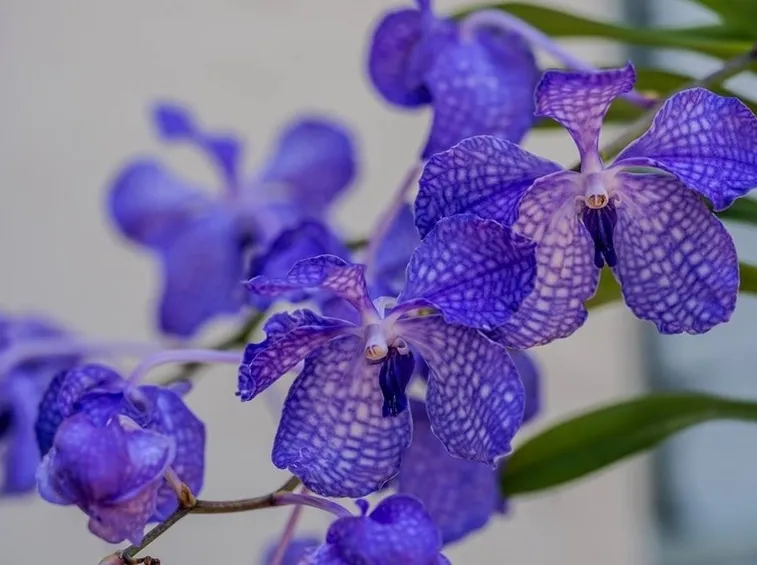 orchidea blu