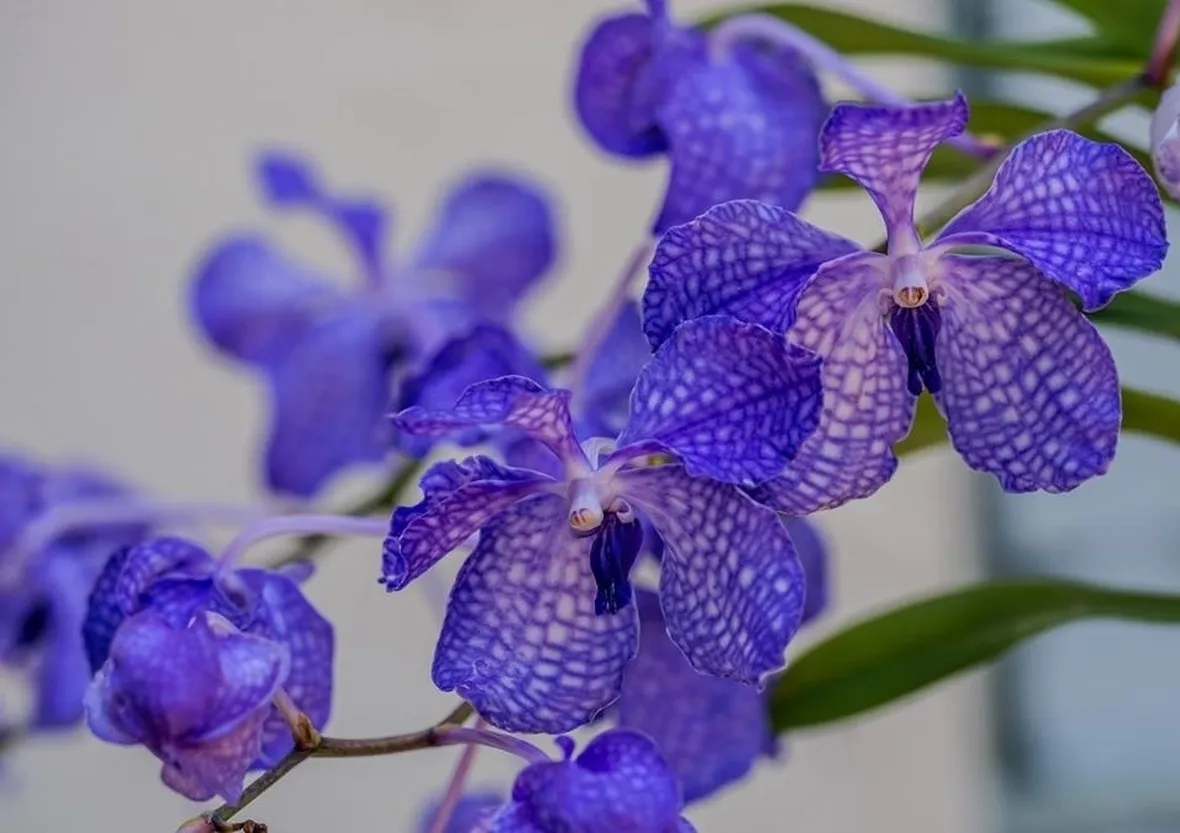 orchidea blu