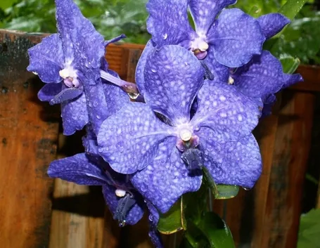 orchidea blu-6