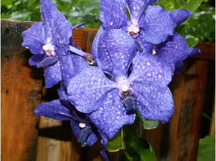 orchidea blu-6