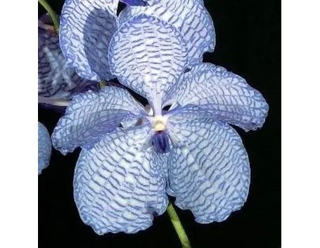 orchidea blu-7