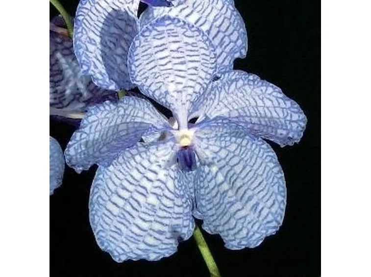 orchidea blu-7