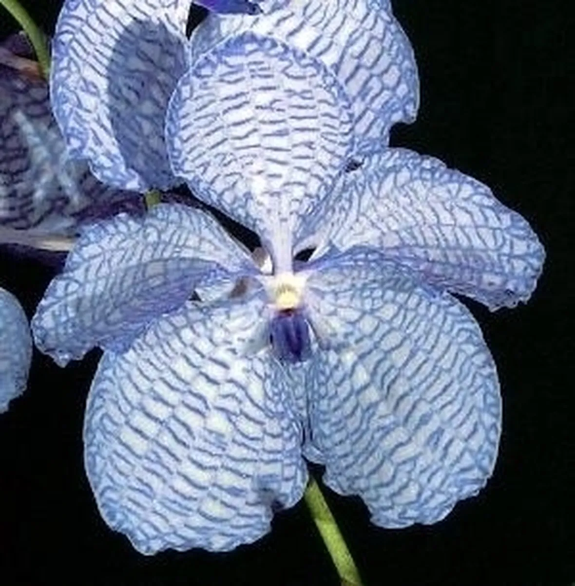 orchidea blu-7