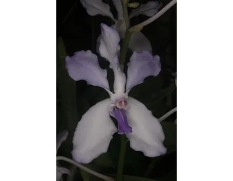 orchidea blu-8