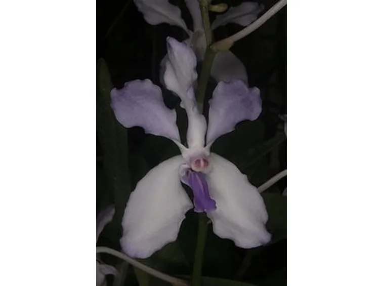 orchidea blu-8