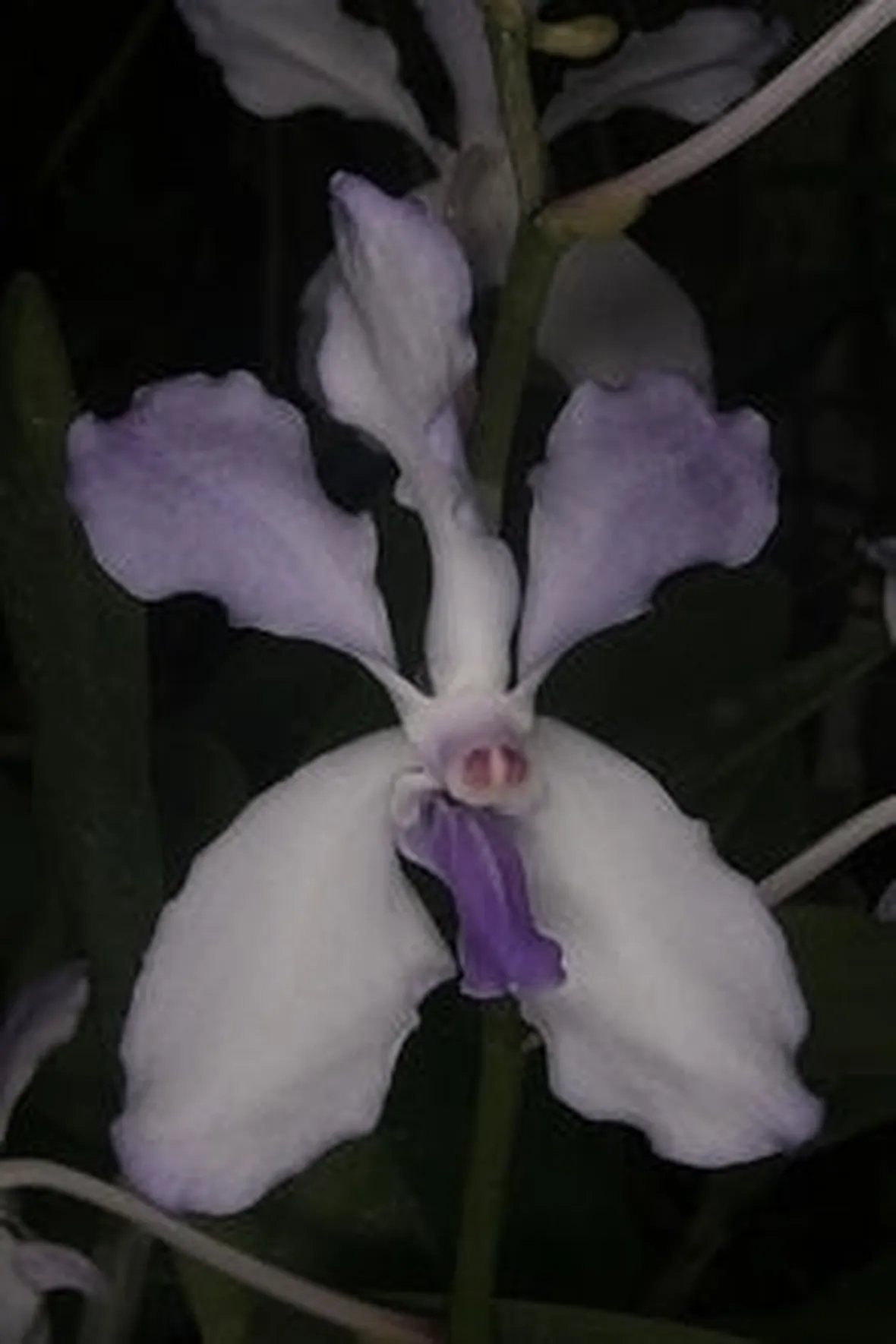 orchidea blu-8