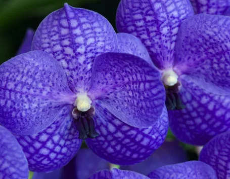 orchidea blu