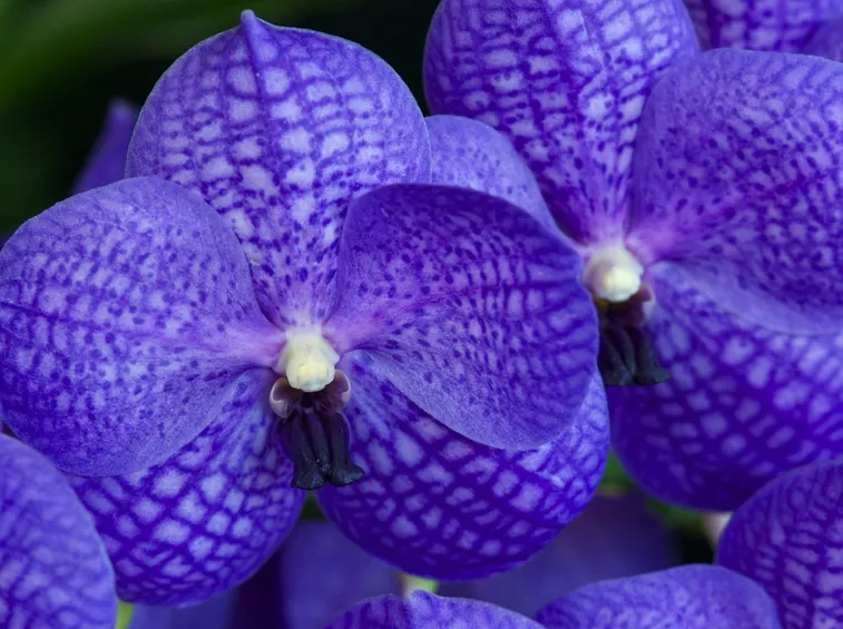 orchidea blu