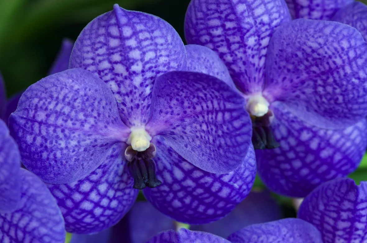 orchidea blu