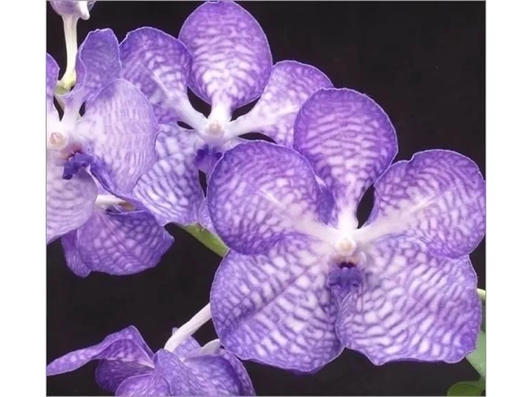 Orchidea blu