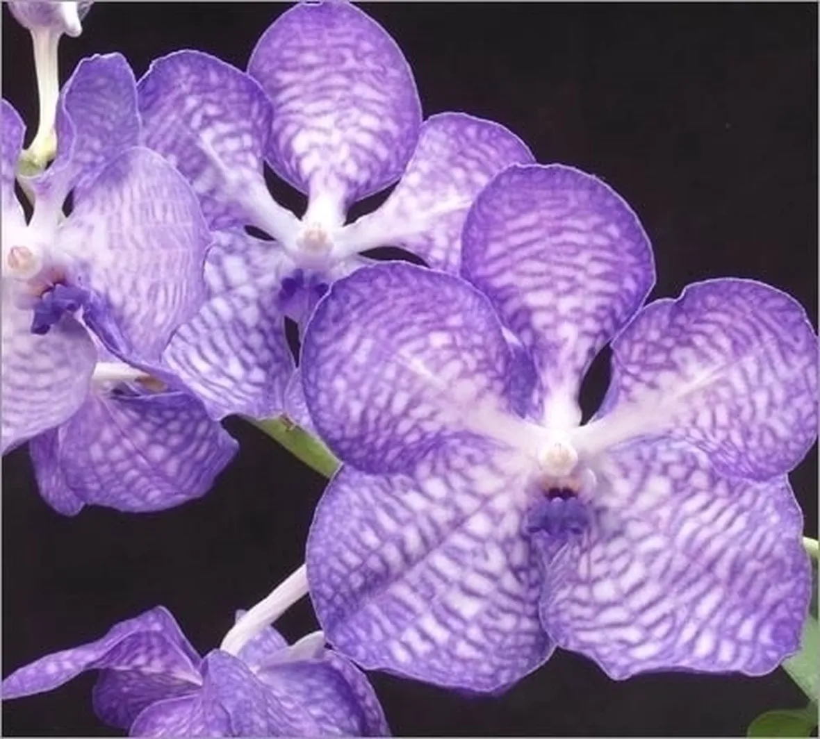 Orchidea blu