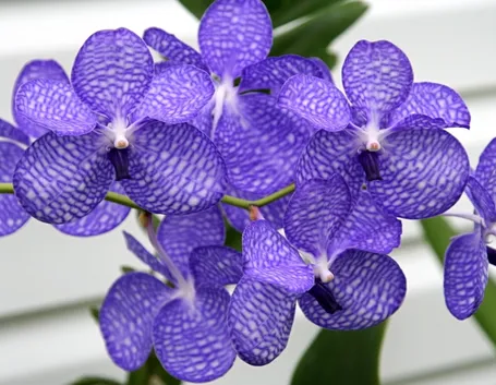 Vanda Coerulea