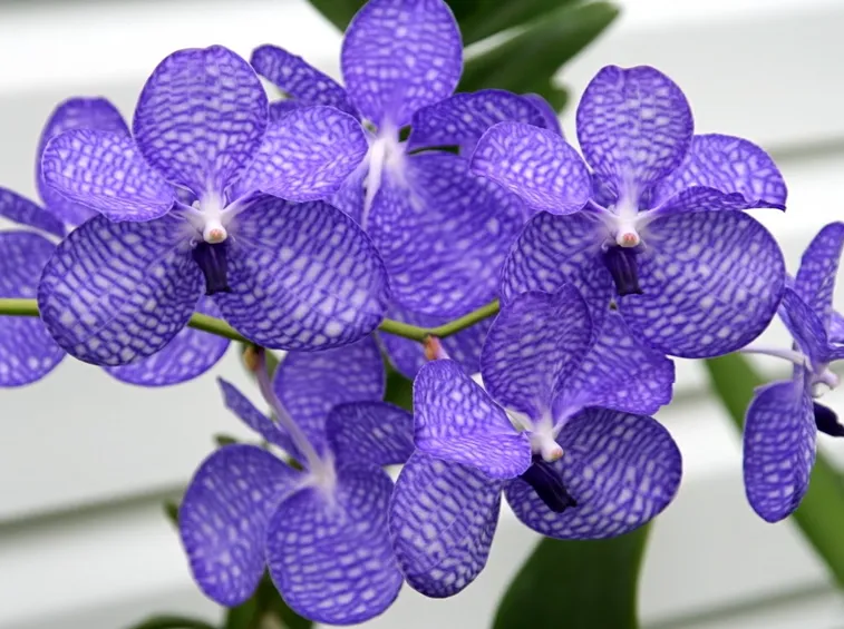 Vanda Coerulea