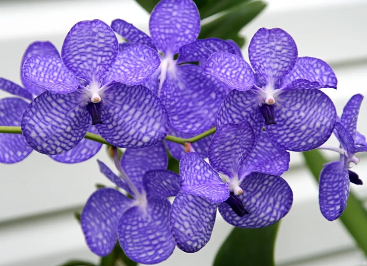 Vanda Coerulea