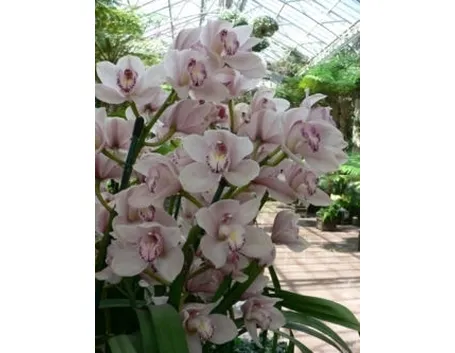 orchidea cymbidium-2