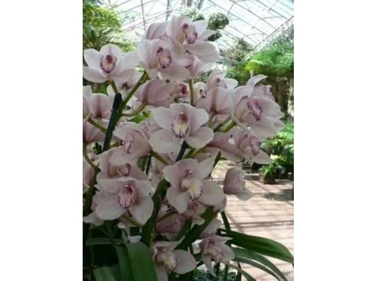 orchidea cymbidium-2