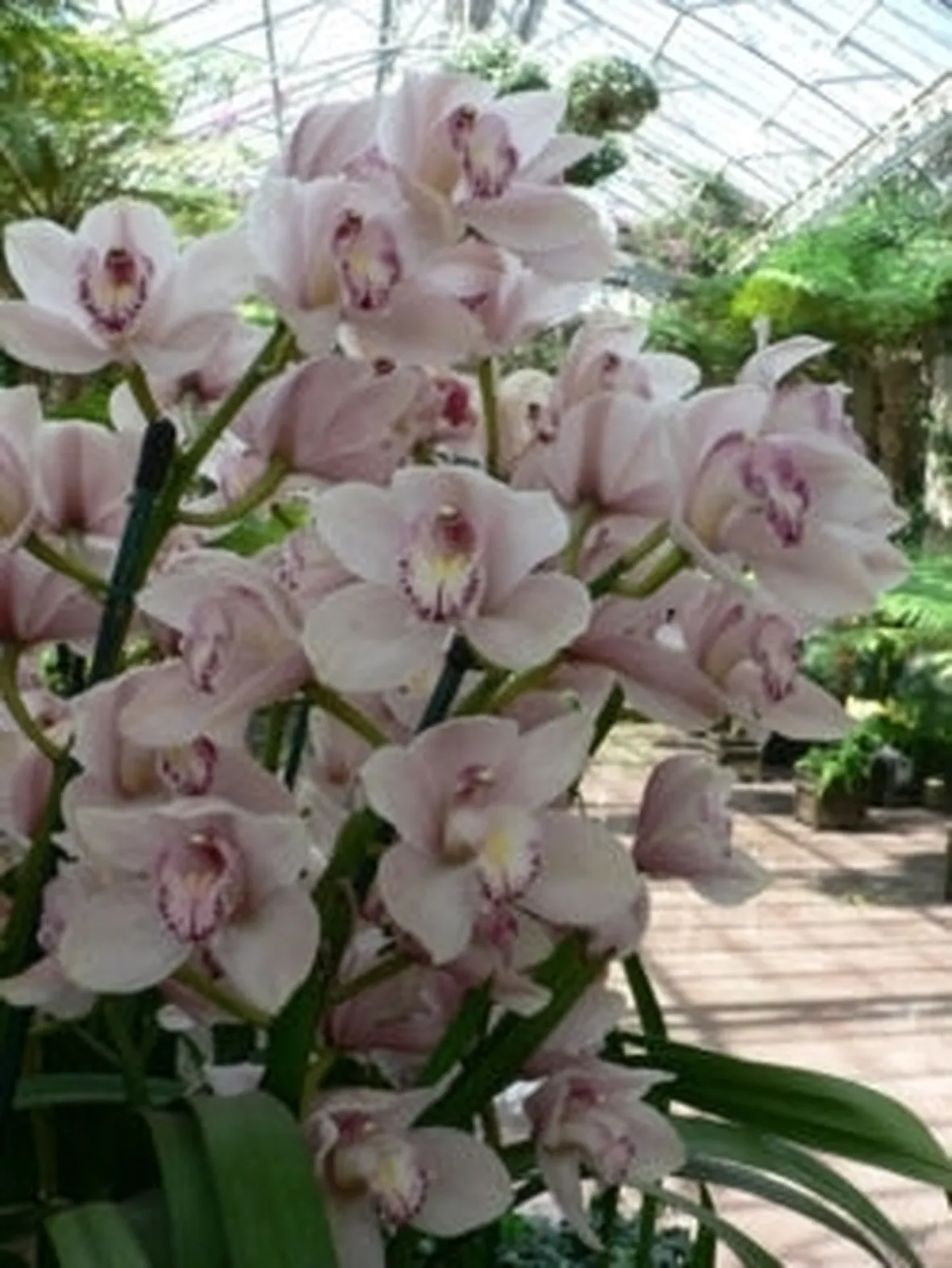 orchidea cymbidium-2