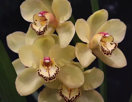 orchidea cymbidium