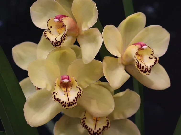orchidea cymbidium