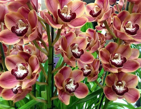 orchidea cymbidium