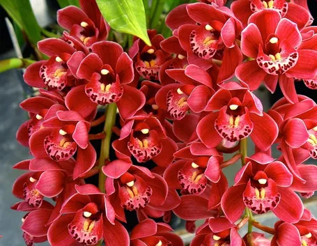 orchidea cymbidium