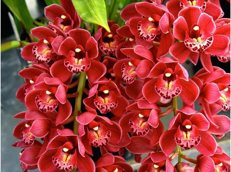 orchidea cymbidium