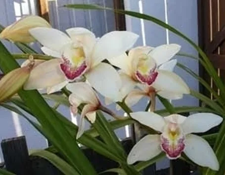 orchidea cymbidium-6