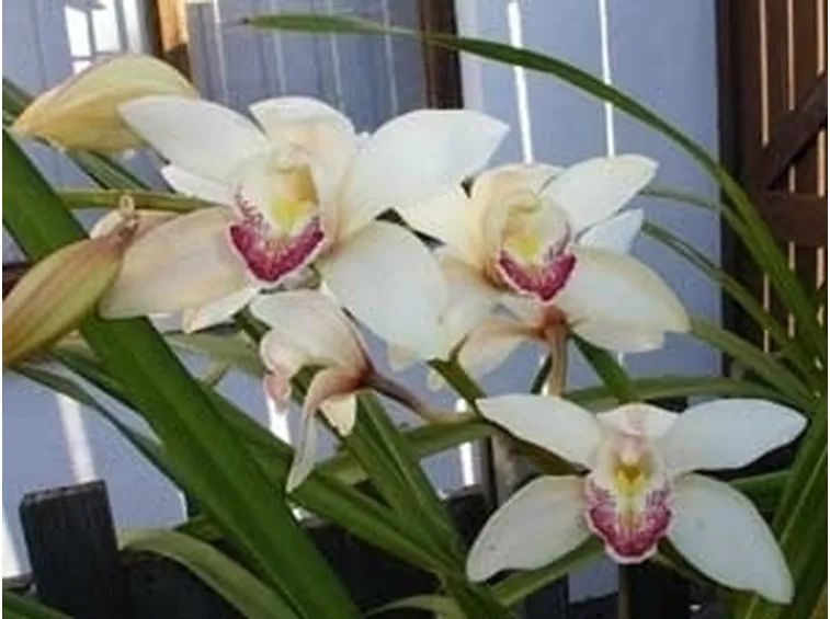orchidea cymbidium-6