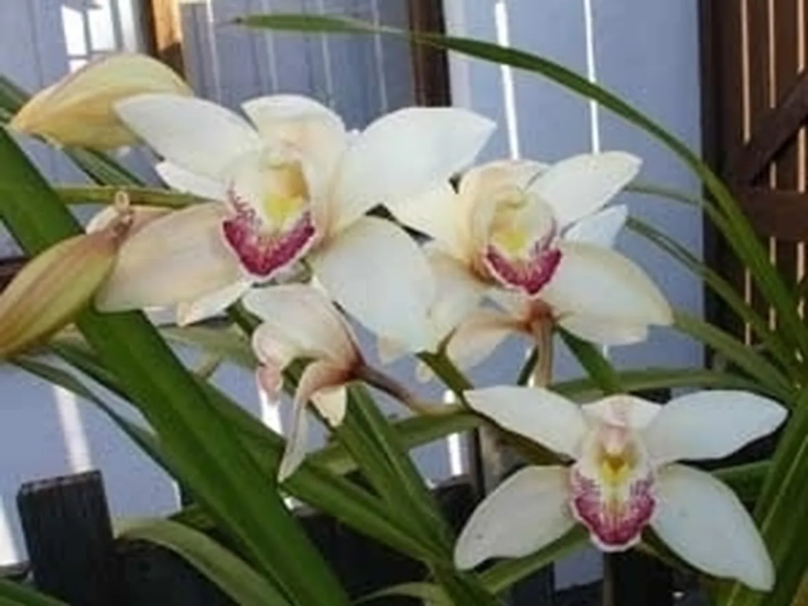 orchidea cymbidium-6