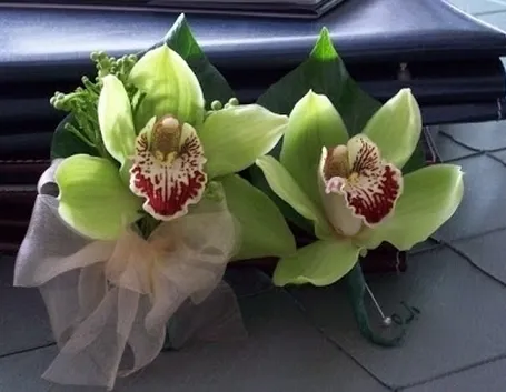 orchidea cymbidium-7