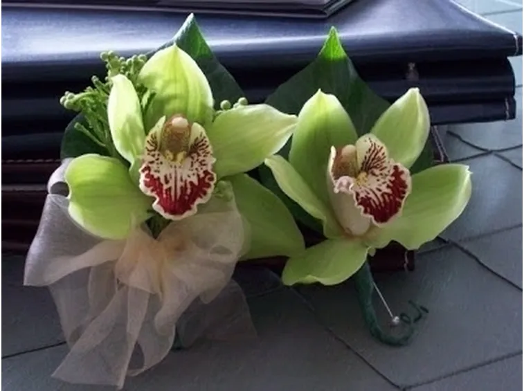 orchidea cymbidium-7
